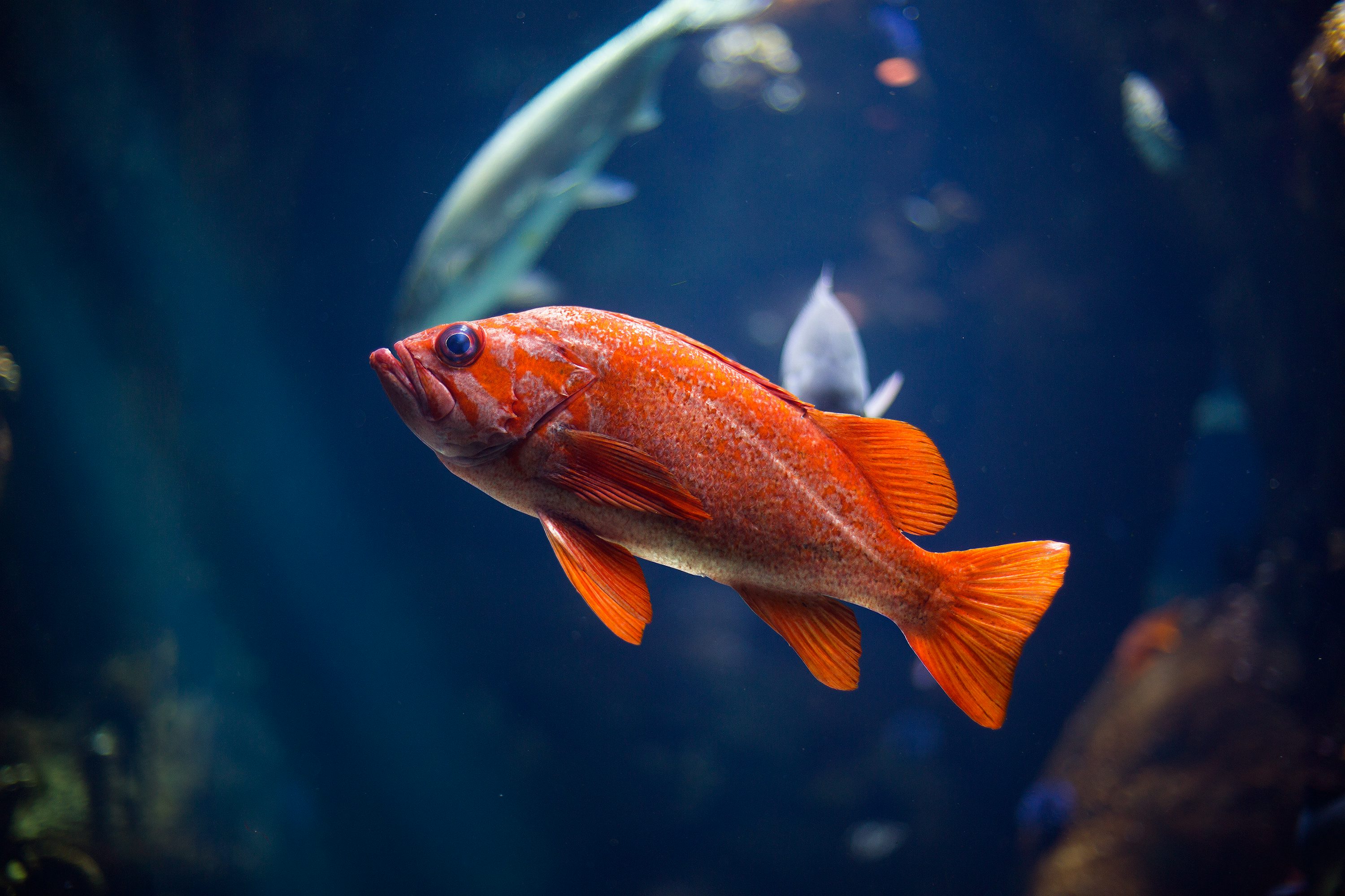 fish